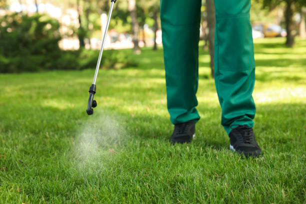 Best Termite Control Services  in Deerfield Beach, FL