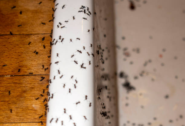 Insect Control in Deerfield Beach, FL